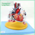 HEART01 (12477) Medizinische Anatomie Transparente menschliche anatomische Lunge mit Herz Modell